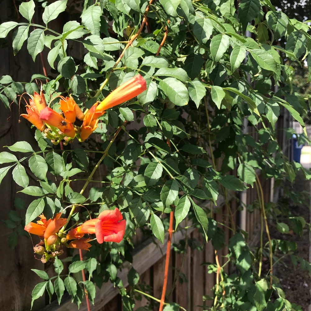 Meet your Posher, Sandra